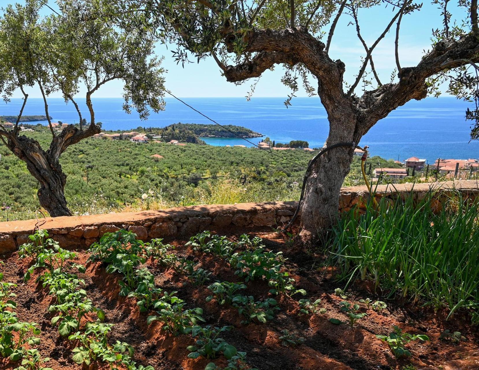 فيلا Athina'S Stone House In كارداميلي المظهر الخارجي الصورة